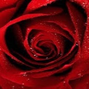 Meet your Posher, Isabel